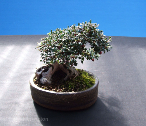 cotoneaster bonsai
